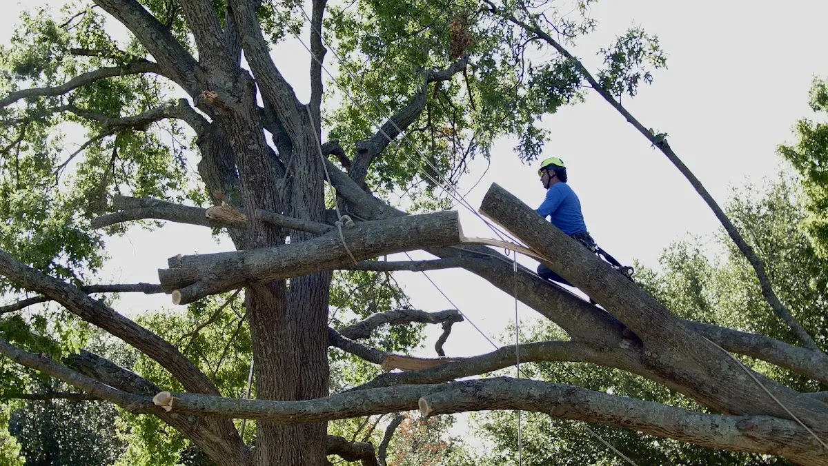 Professional Hazardous Tree Removal performed by certified arborists in Edna