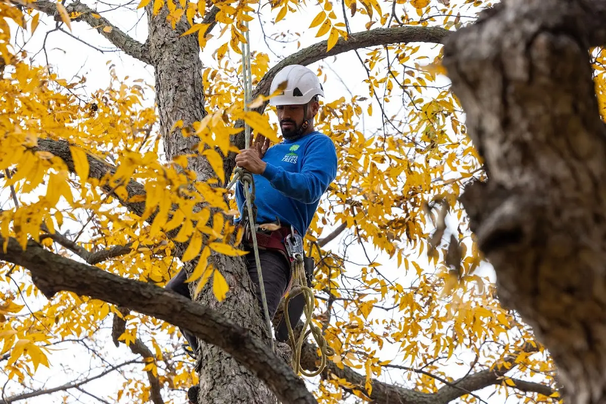 Skilled Tree Planing crew working in Edna